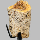 Triceratops Bone Fossil on Metal Stand